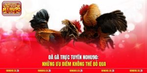 Đá Gà Trực Tuyến Nohu90: Những Ưu Điểm Không Thể Bỏ Qua